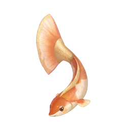 Cloudtail Koi